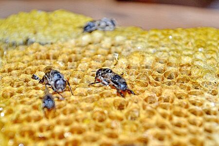 Bees working on honey cells. Close up macroの写真素材