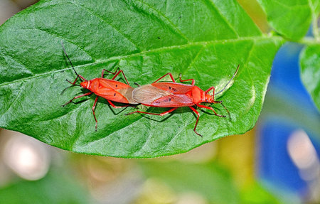 shield bug mating on green leaf