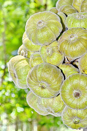 Fig Tree With Fruits Growing On The Branches