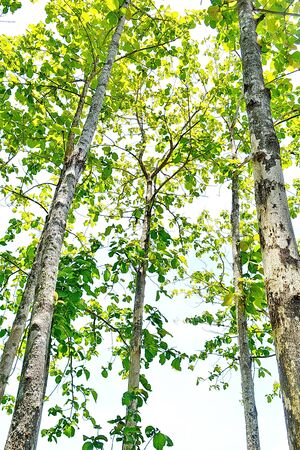 Tropical forest at Nan province Thailandの写真素材