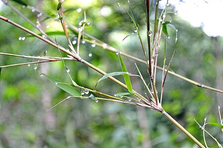 Bamboo branch with dew or raindrops on the leavesの写真素材