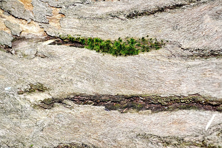 tree bark with moss abstract background texture