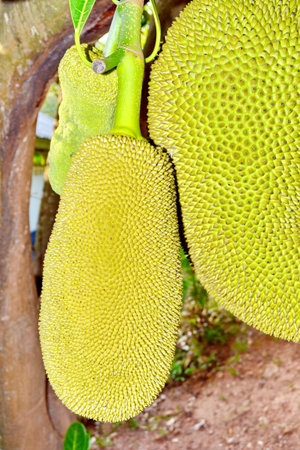 Jack Fruit hanging on the tree in Thailand