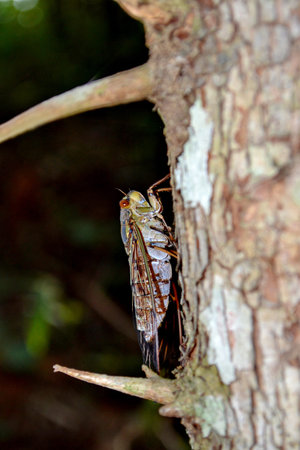 Insect a cicada
