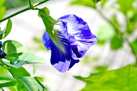 Butterfly pea flower in the green nature or in the gardenの写真素材