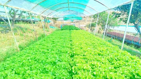 Hydroponics method of growing plants using mineral nutrient solutions in water without soil. Close up planting hand Hydroponics plantの写真素材