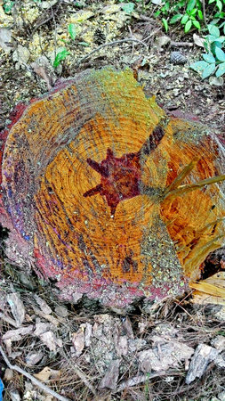Wooden texture of a tree trunkの写真素材