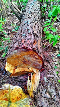 Cut Logs