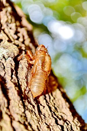 Cicada Cicadidae Skin Clinging to a Treeの写真素材