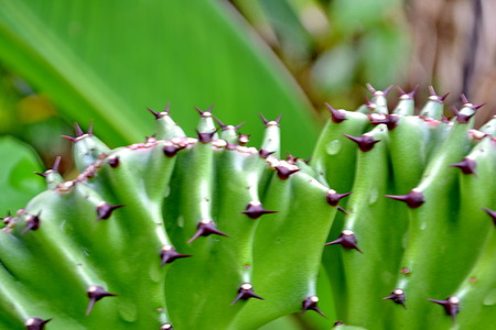 Cactusの写真素材