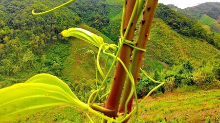 Rain forest destruction in Thailandの写真素材