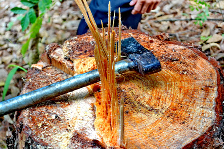 ax carved in stump in forest