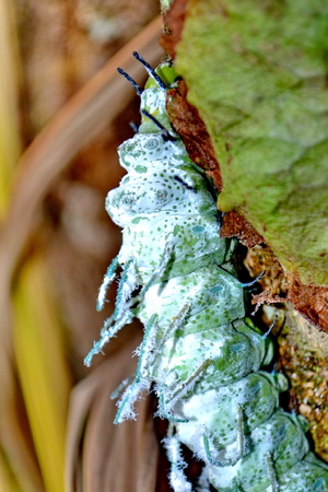 worm in green natureの写真素材