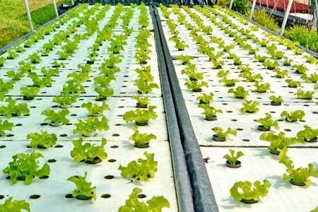 Hydroponics Vegetables : planting the vegetable without soilの写真素材