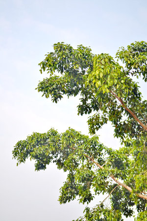 Up view on tree on sky