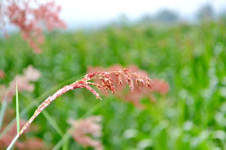 Grass flowerの写真素材