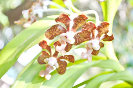 Closeup Tropical Wild Orchidの写真素材