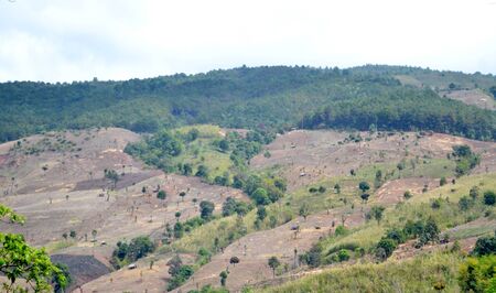 Rain forest destruction in Thailandの写真素材
