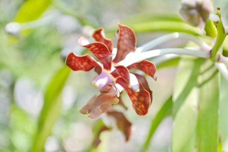 Closeup Tropical Wild Orchid