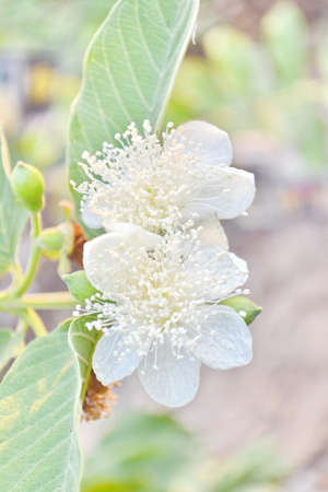 guava flower Tropical Fruitsの写真素材