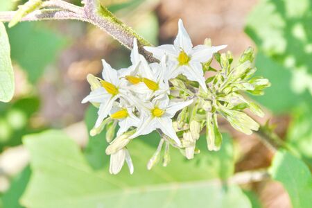 Turkey berry flowers on tree in gardenの写真素材