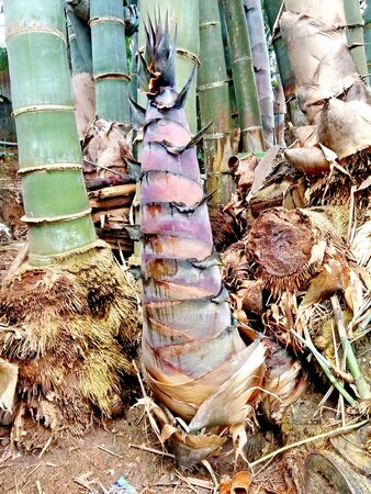 Bamboo shoot, Bamboo sproutの写真素材