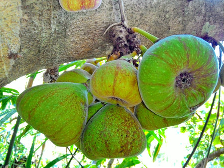 Fig on tree (Ficus racemosa Linn.)