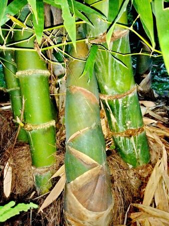 Bamboo shoot, Bamboo sproutの写真素材
