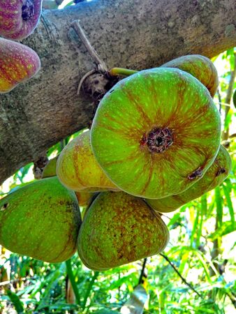 Fig on tree (Ficus racemosa Linn.)の写真素材