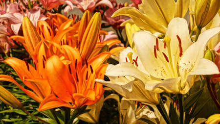 colorful lilyの写真素材