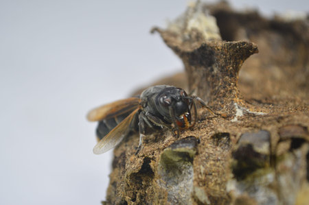 above wasp nest