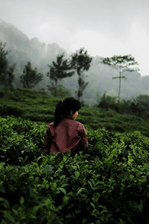 Back of girl in the midle of tea gardenの写真素材