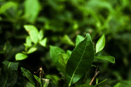 Green tea leafの写真素材