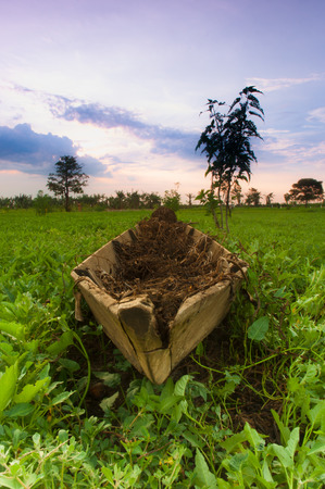 Old boat with green grass at sunset timeの写真素材