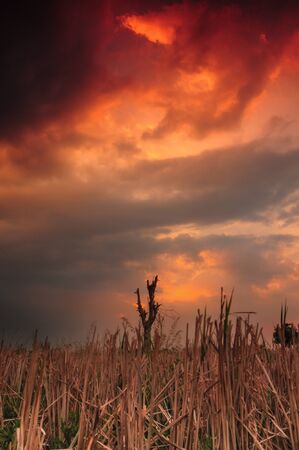 Mystical cloudy take at the Rice fieldsの写真素材