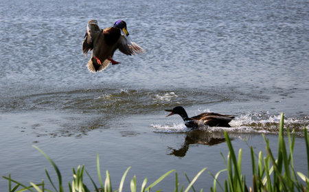 Ducks on the water