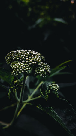 Green is the new black.の写真素材