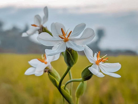 Burchardia congesta is a beautiful flower.