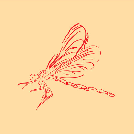 Dragonflyの写真素材