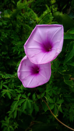 Beautiful colorful flower