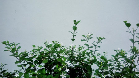 Beautiful colorful flowerの素材