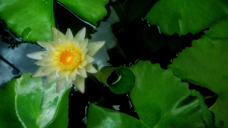 Beautiful colorful flowerの素材