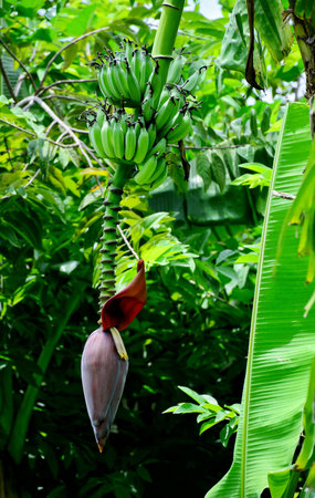 Banana blossomingの素材
