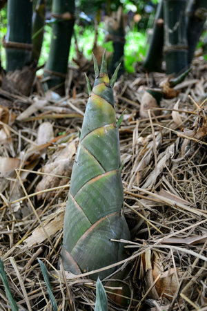 Bamboo shoots wait harvestの素材