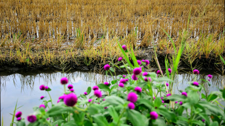Beautiful colorful flowerの素材