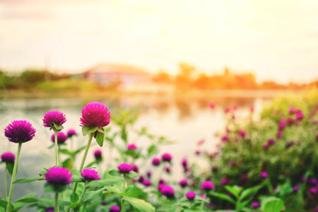 Beautiful pink flowers in the fieldの素材