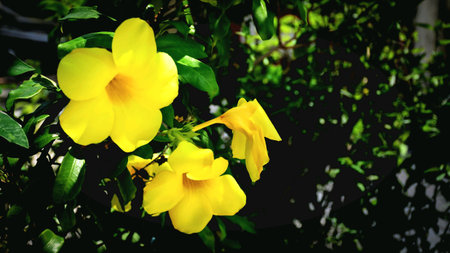 The beautiful and colorful flowers in the gardenの素材