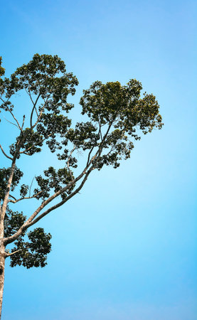 Tall tree with blue skyの素材