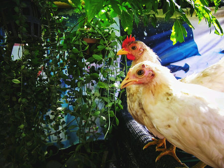 Beautiful and colorful of the Dwarf chicken