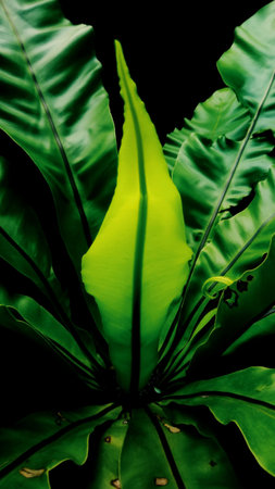 Beautiful green ornamental plants in the garden